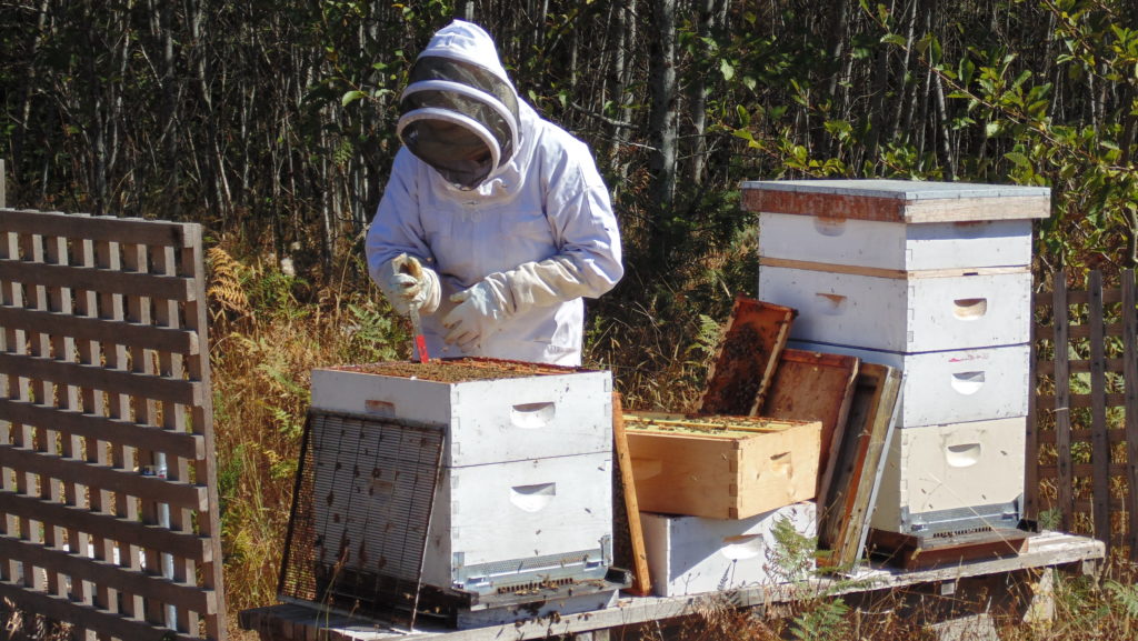 Works Wonders bees at Seal Rock Farm, Gabriola Island, BC
