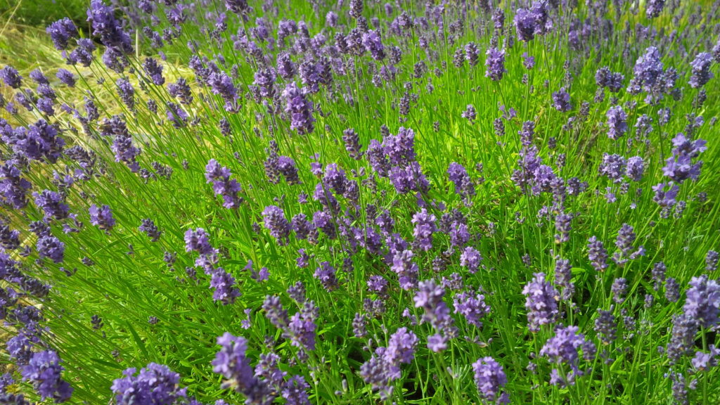 Works Wonders lavender flowers from Seal Rock Farm